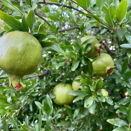 Il Melograno * Francavilla Marittima