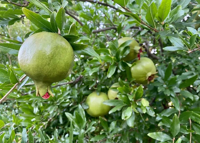 Il Melograno * Francavilla Marittima
